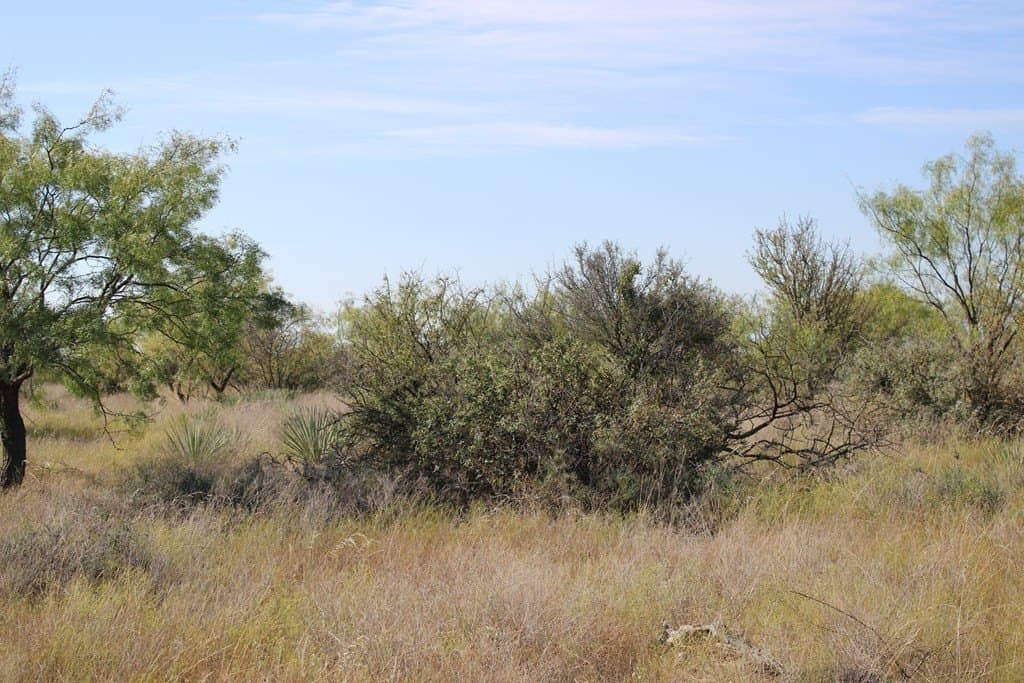60 acres in Runnels County - photo 11