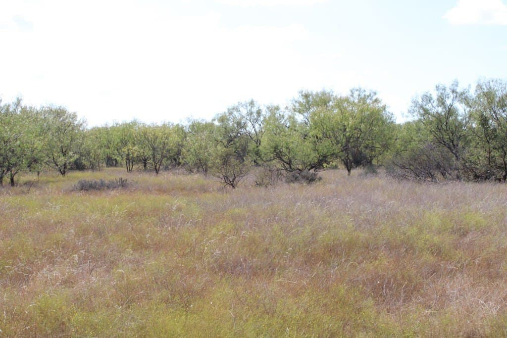 60 acres in Runnels County - photo 15