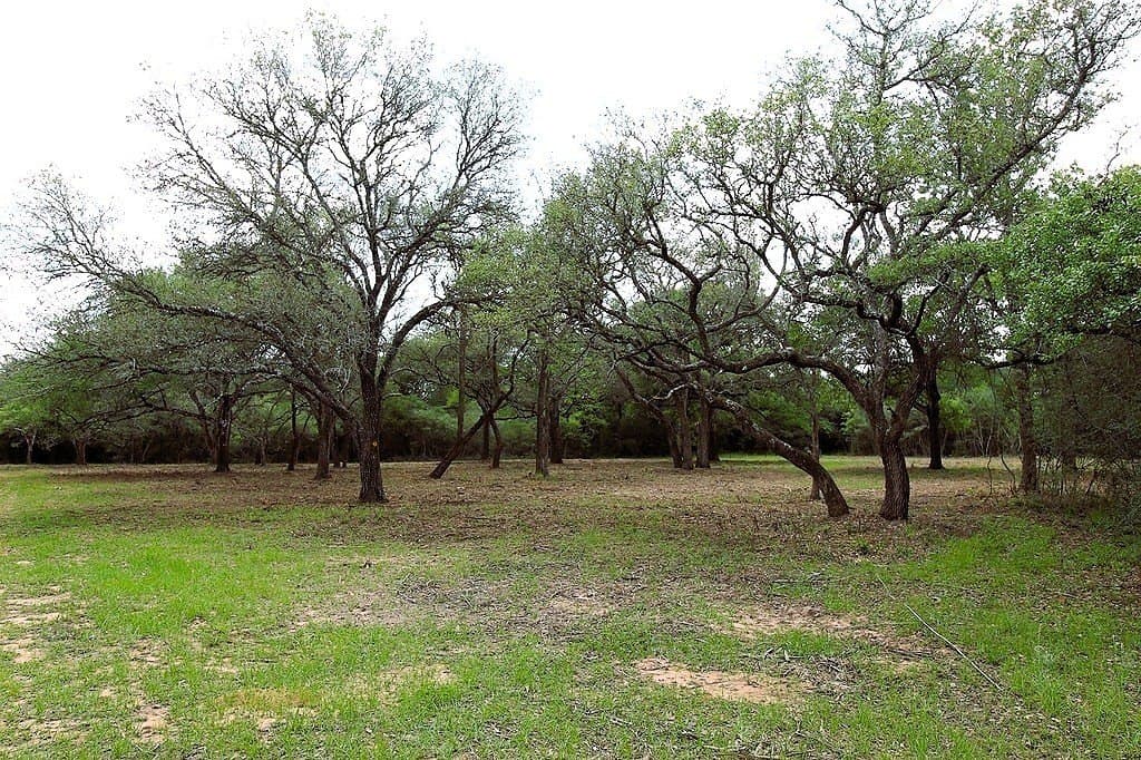 22.86 acres in Colorado County gallery image 2