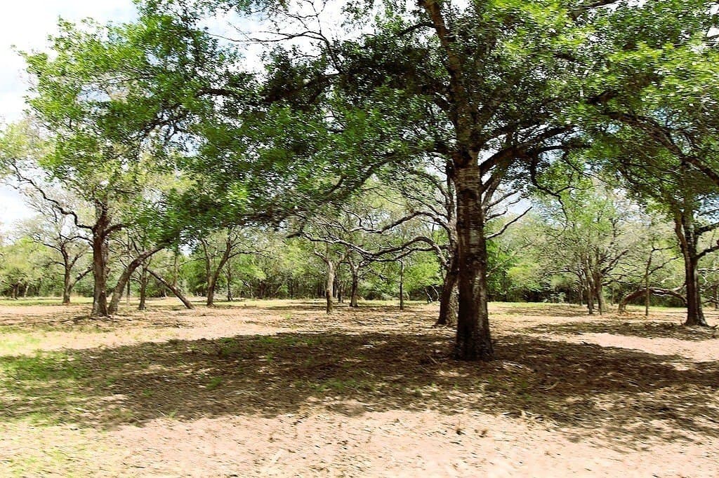 22.86 acres in Colorado County gallery image 4