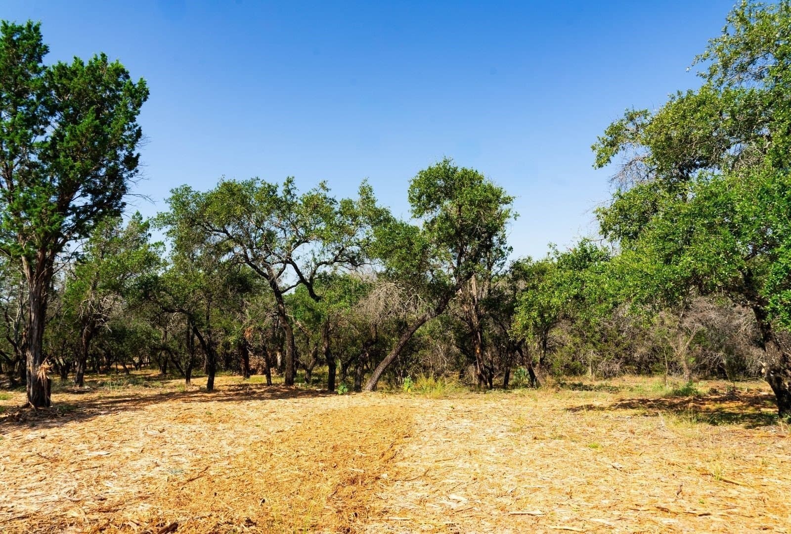 20 acres in Travis County - photo 22