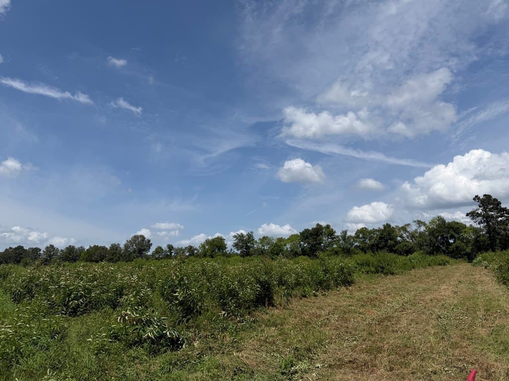 40 acres in Texas County gallery image 4