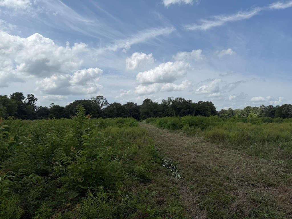 40 acres in Texas County gallery image 3