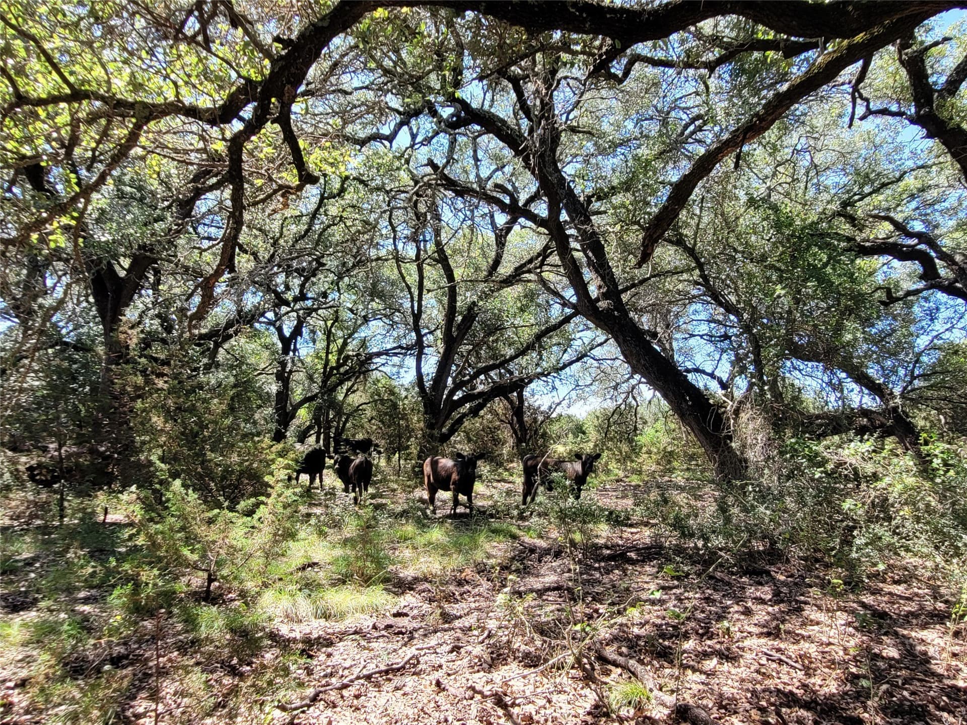 575 acres in Lampasas County - photo 10
