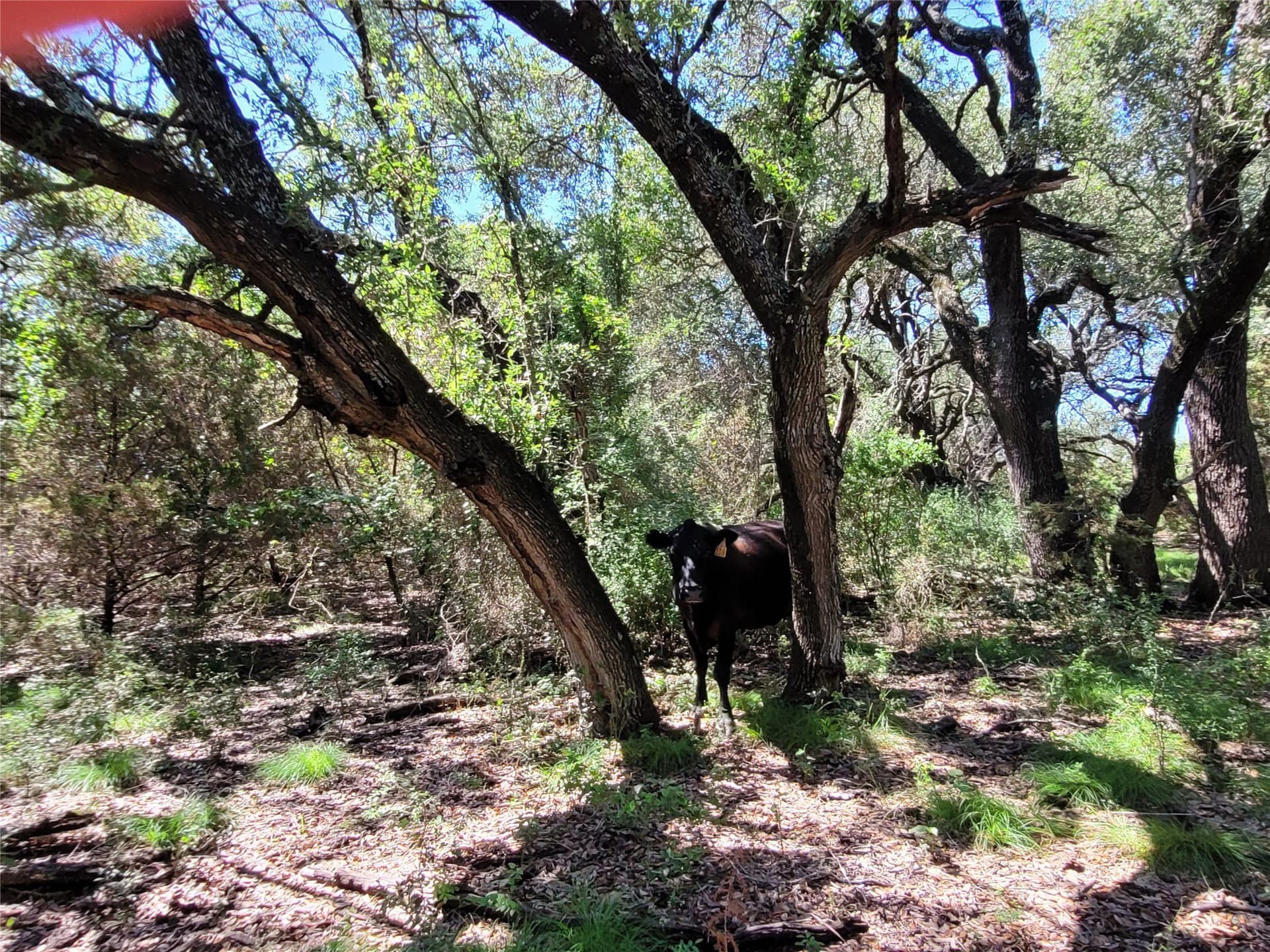 575 acres in Lampasas County - photo 11