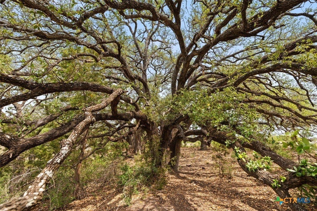 93.99 acres in Burnet County gallery image 3