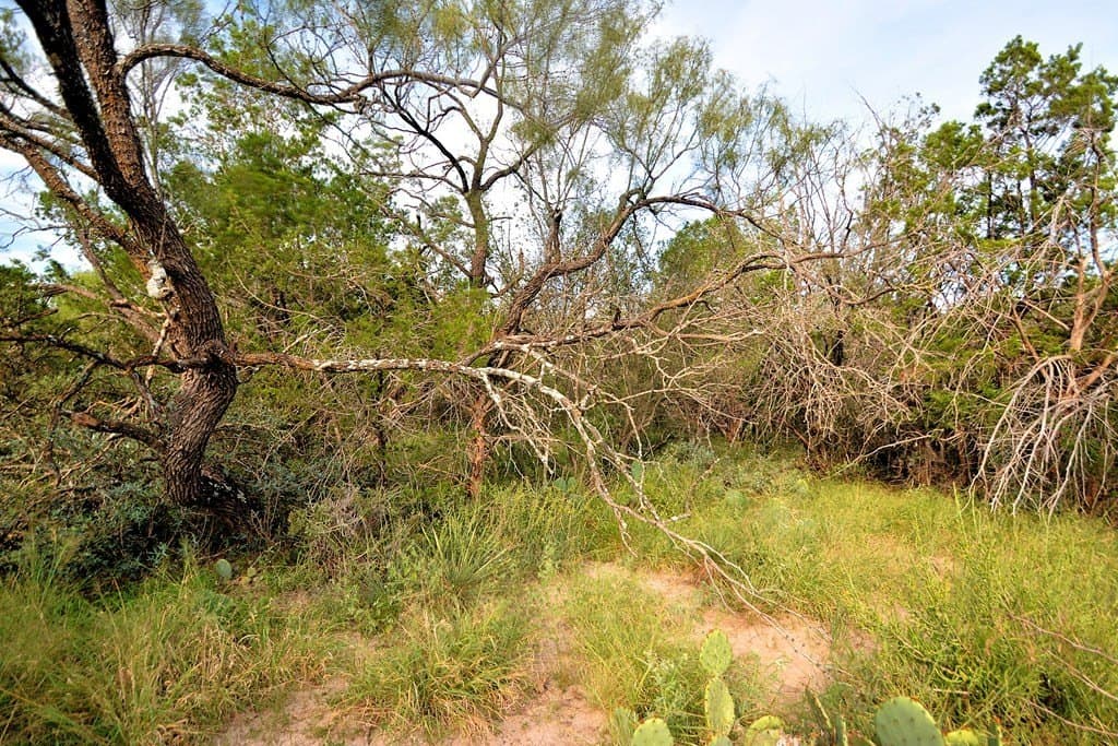 25 acres in Kimble County - photo 16