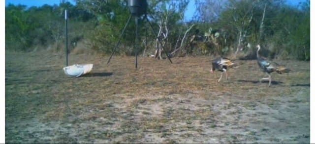 11.57 acres in Live Oak County - photo 13