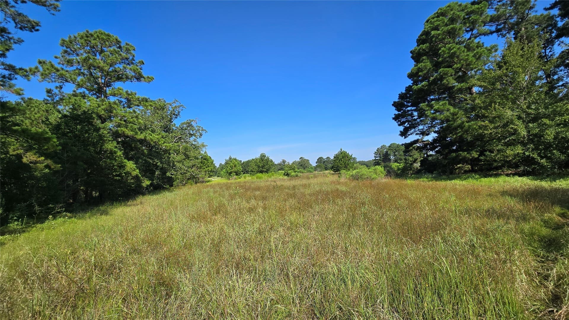 75.84 acres in Panola County - photo 4