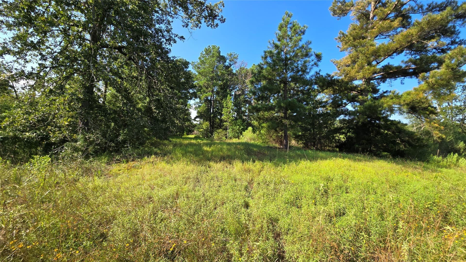 75.84 acres in Panola County - photo 2