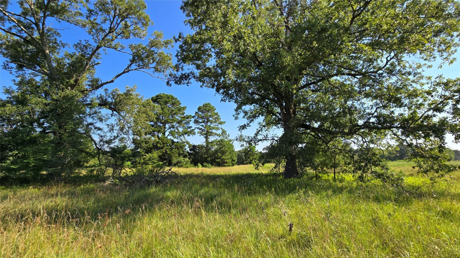 75.84 acres in Panola County - photo 8