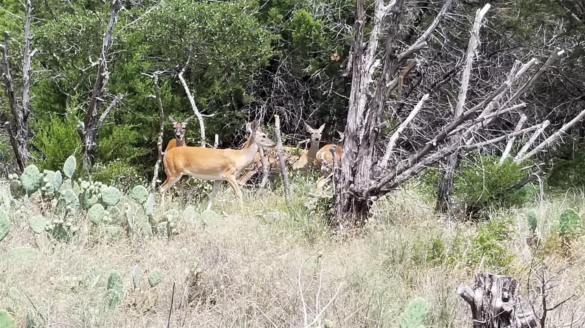 0.21 acres in Palo Pinto County - photo 32