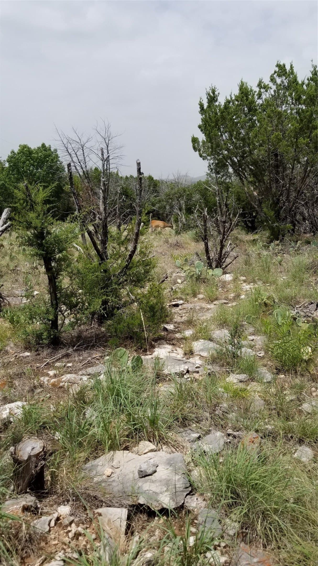 0.21 acres in Palo Pinto County - photo 23