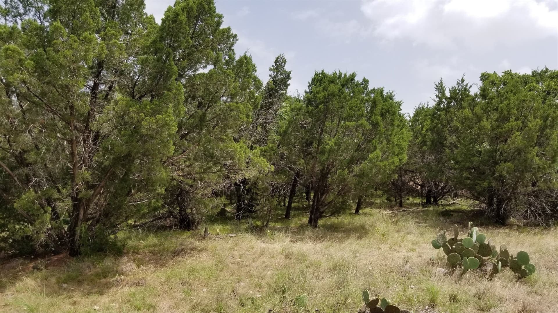 0.21 acres in Palo Pinto County - photo 6