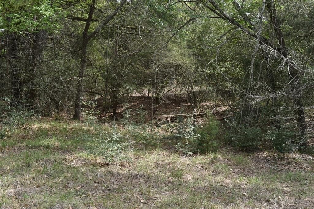 54.17 acres in Limestone County gallery image 3