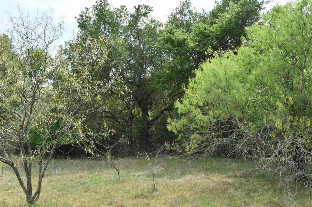 54.17 acres in Limestone County gallery image 4