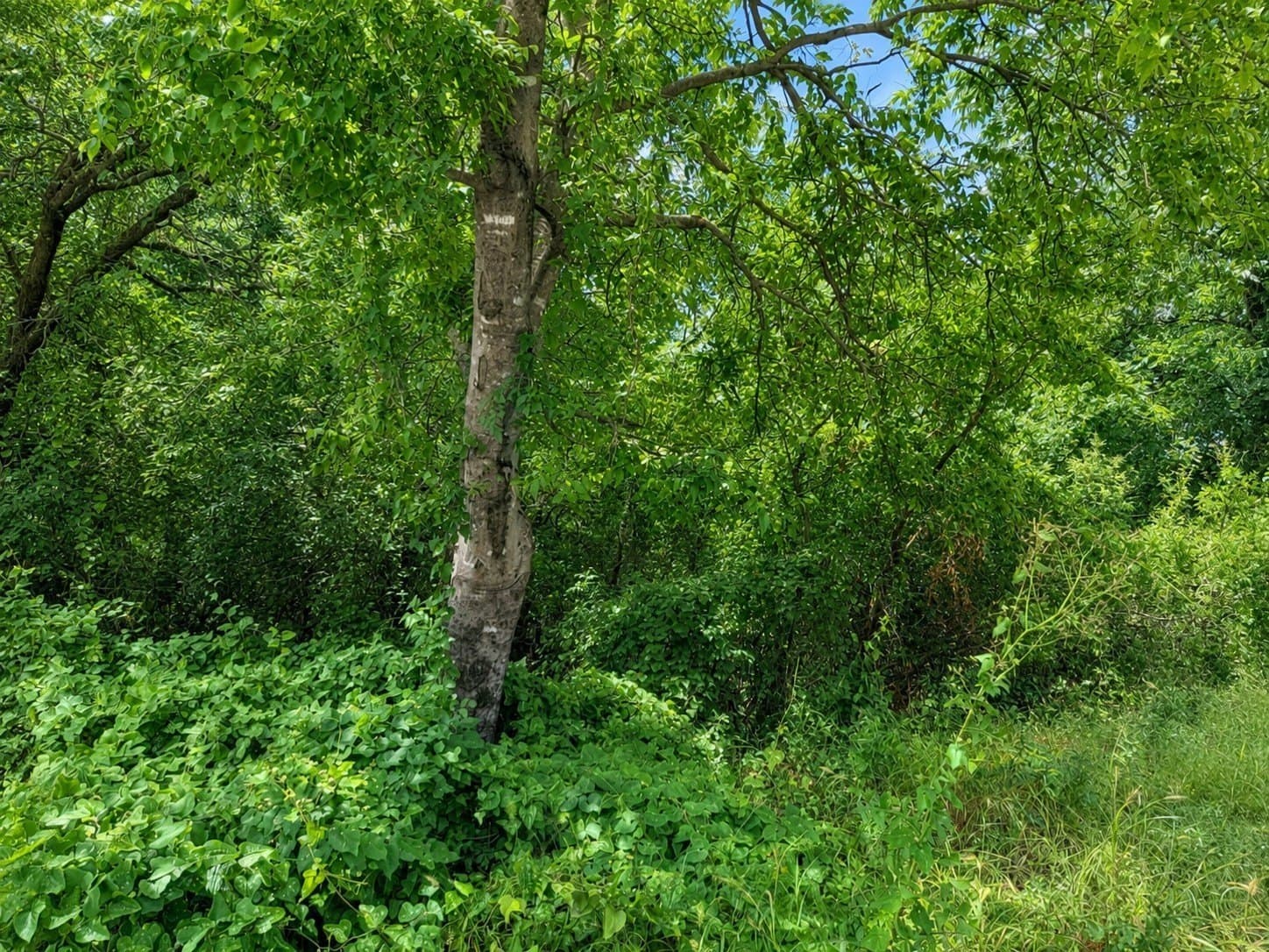 0.32 acres in Palo Pinto County - photo 4