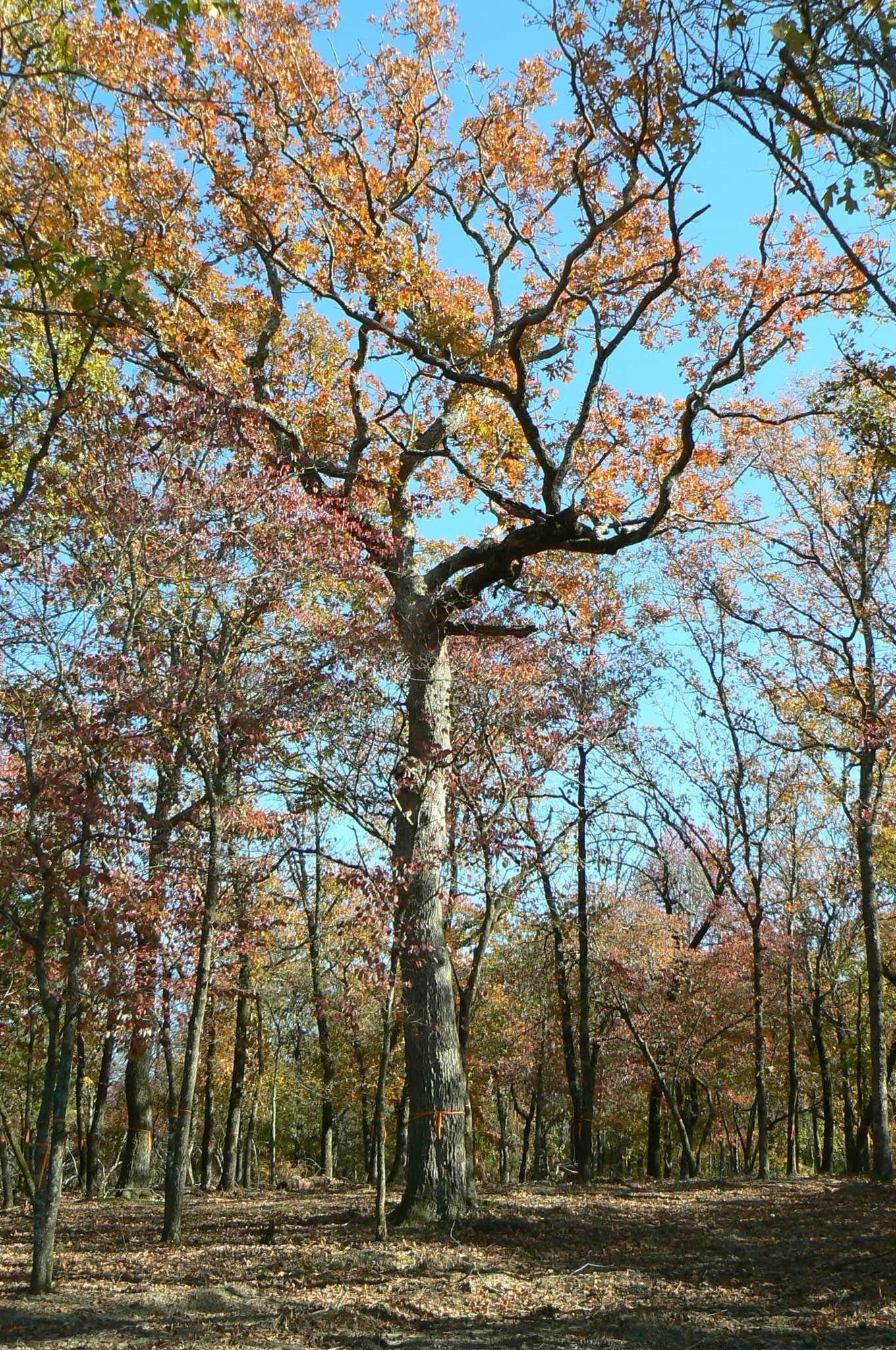 1.04 acres in Henderson County - photo 23