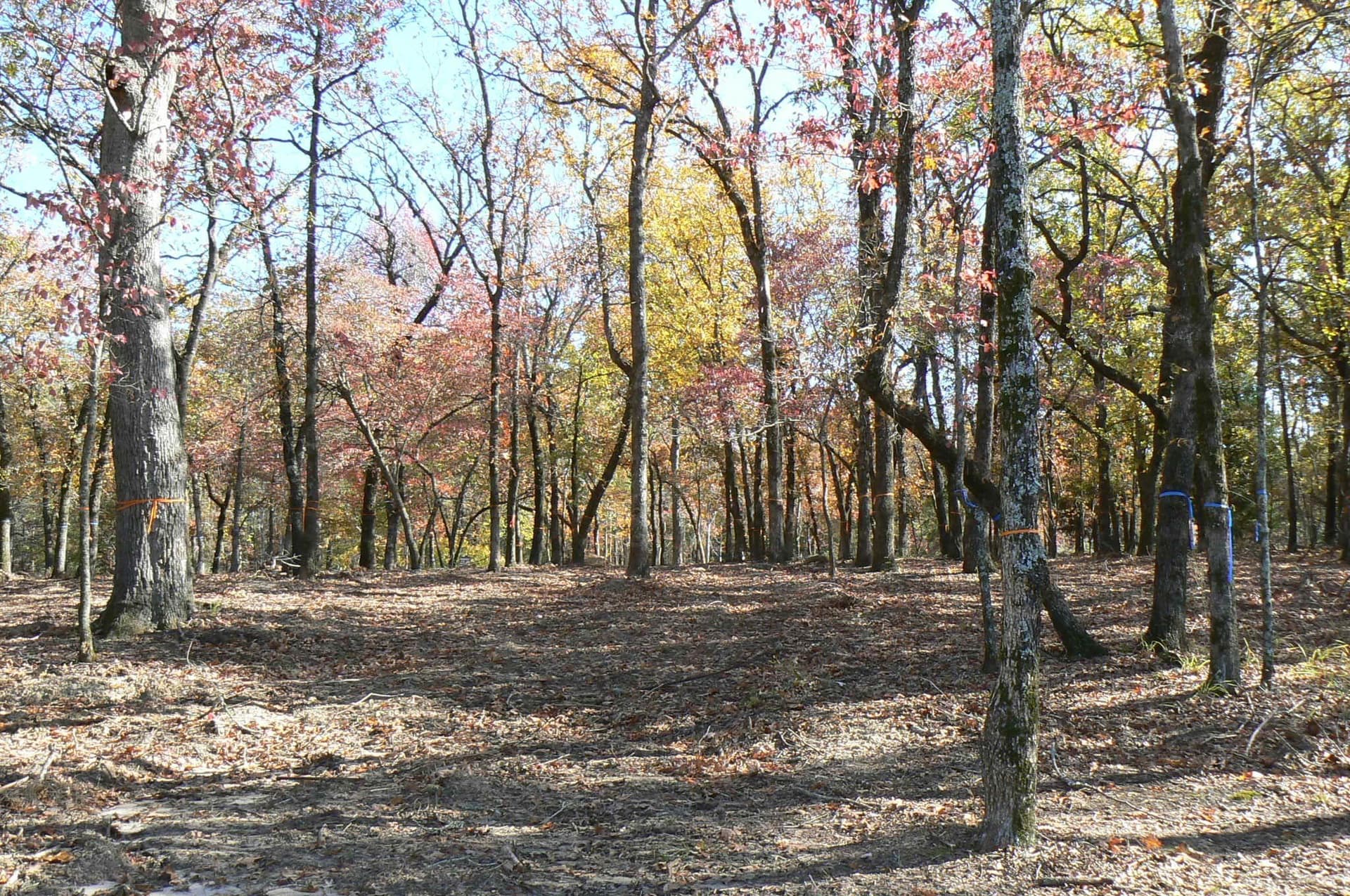 1.04 acres in Henderson County - photo 22