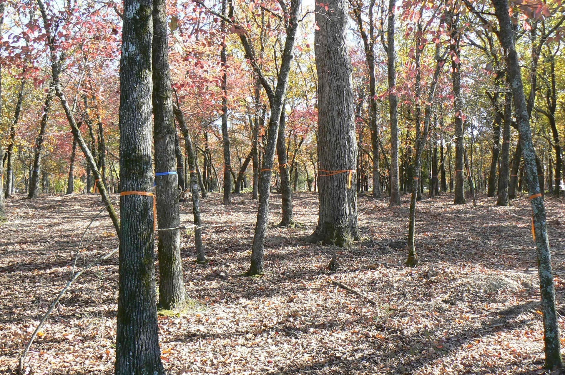 1.04 acres in Henderson County - photo 21