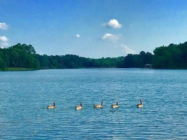 1.04 acres in Henderson County - photo 12