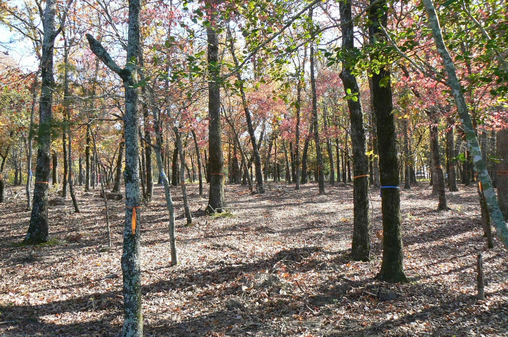 1.04 acres in Henderson County - photo 20