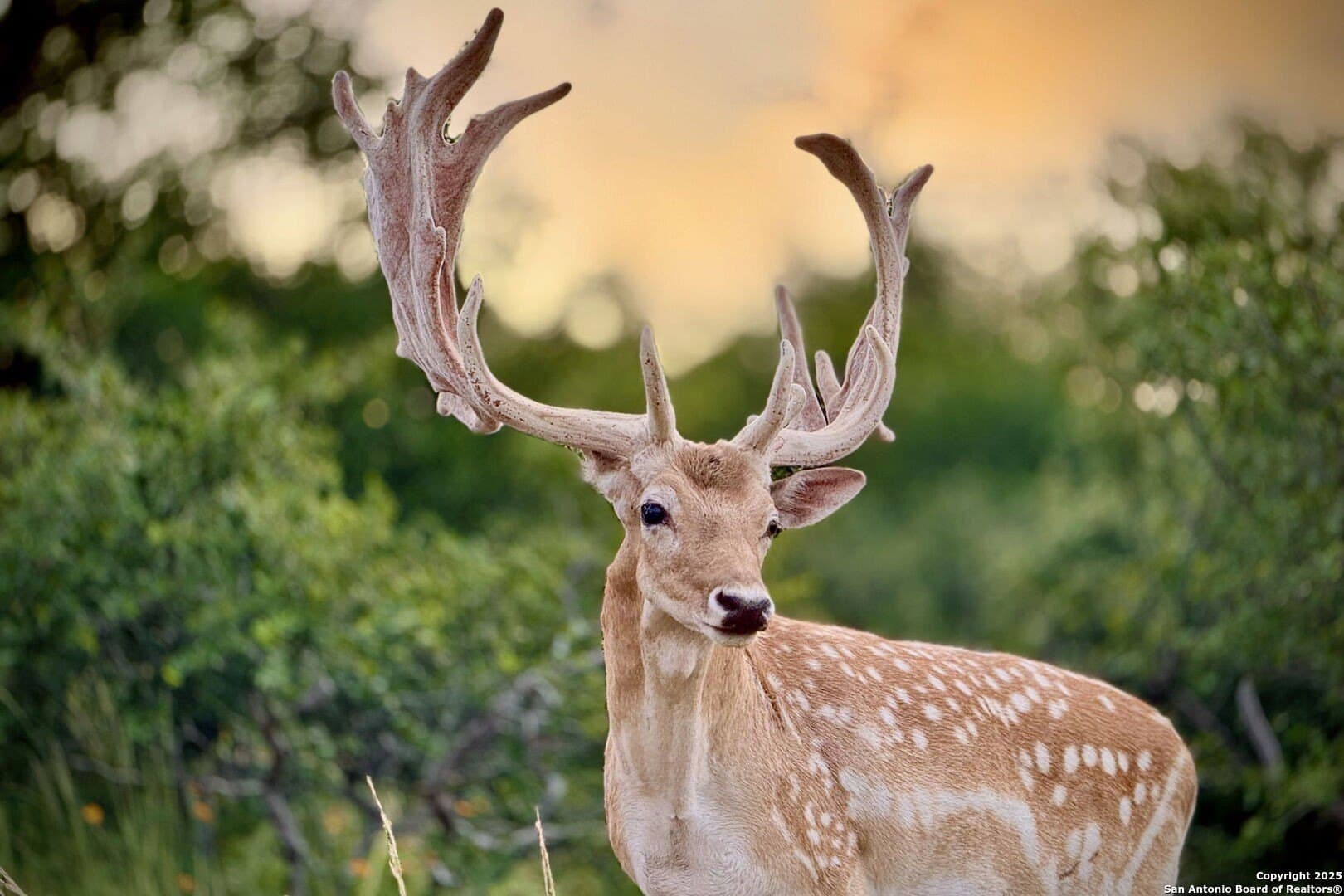 12.58 acres in Comal County - photo 80