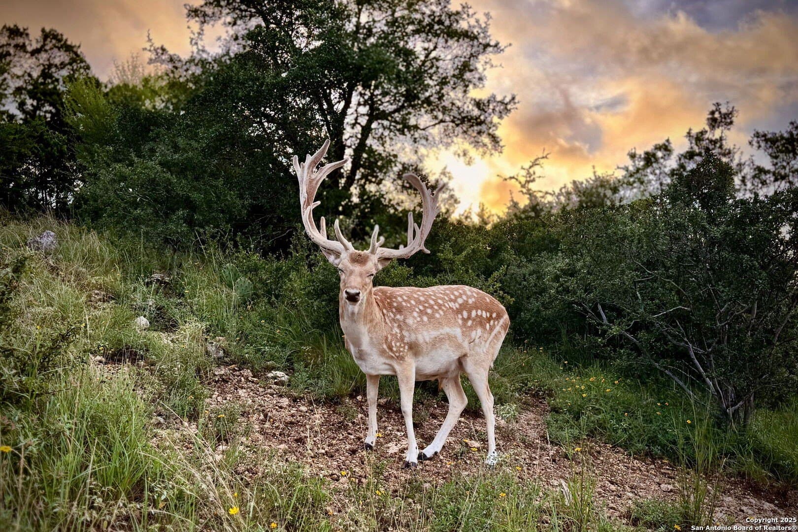 12.58 acres in Comal County - photo 79