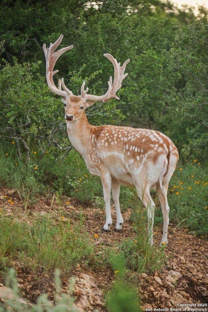 12.58 acres in Comal County - photo 81