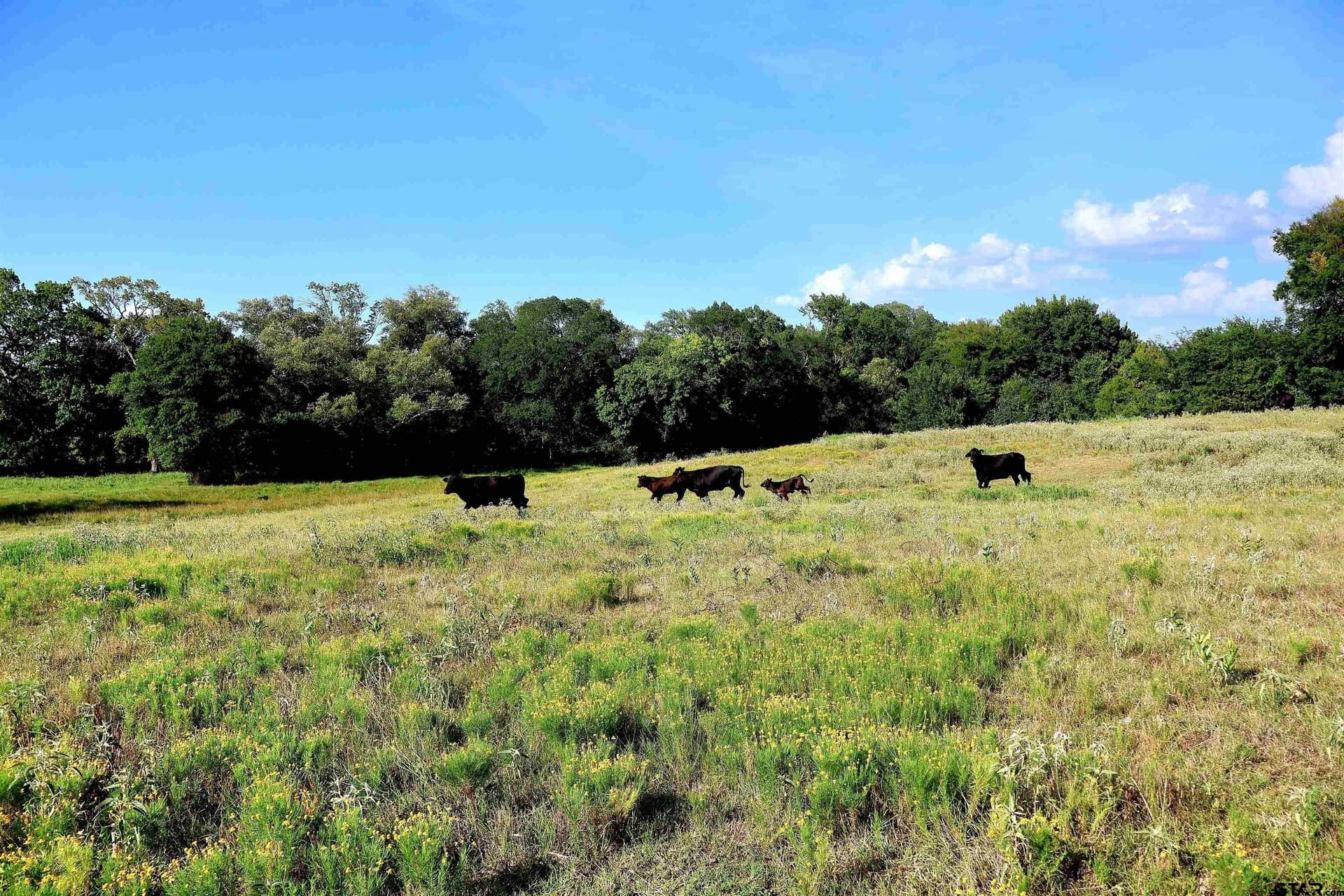 36.35 acres in Smith County - photo 34