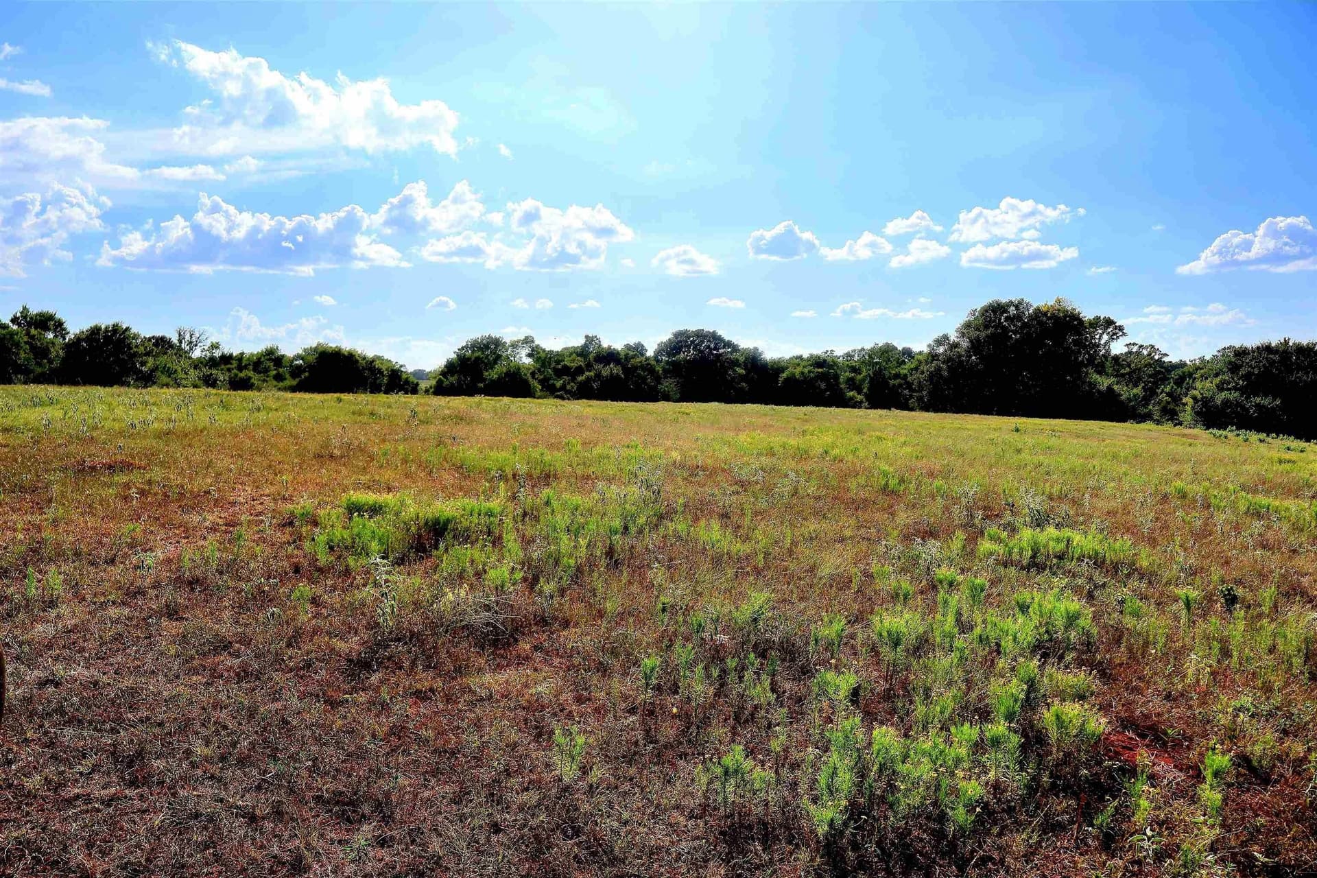 36.35 acres in Smith County - photo 19