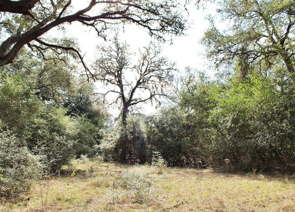 10.79 acres in Colorado County gallery image 3