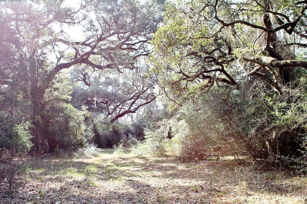 10.79 acres in Colorado County gallery image 4