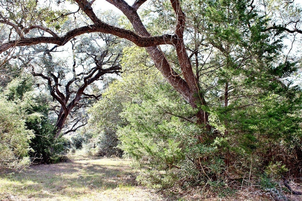 10.79 acres in Colorado County gallery image 2