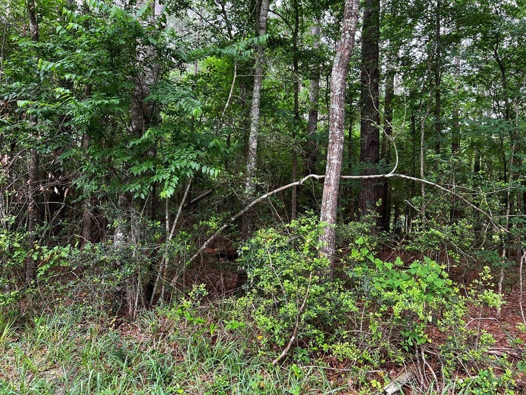 2.1 acres in Texas County gallery image 3