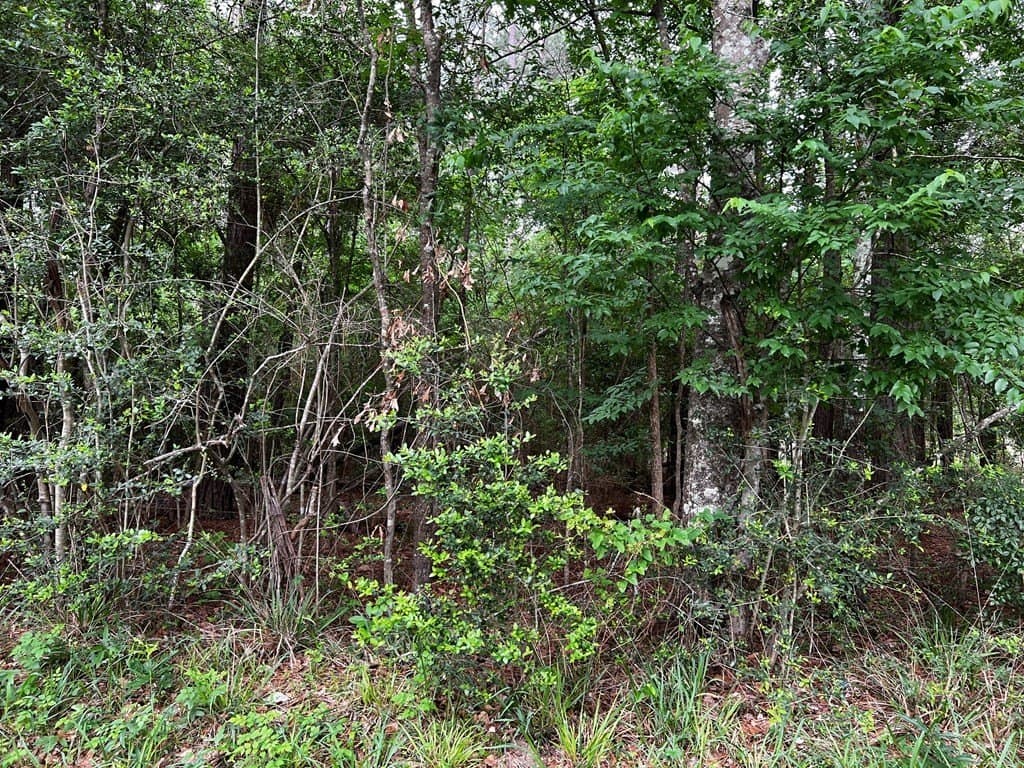 2.1 acres in Texas County gallery image 4