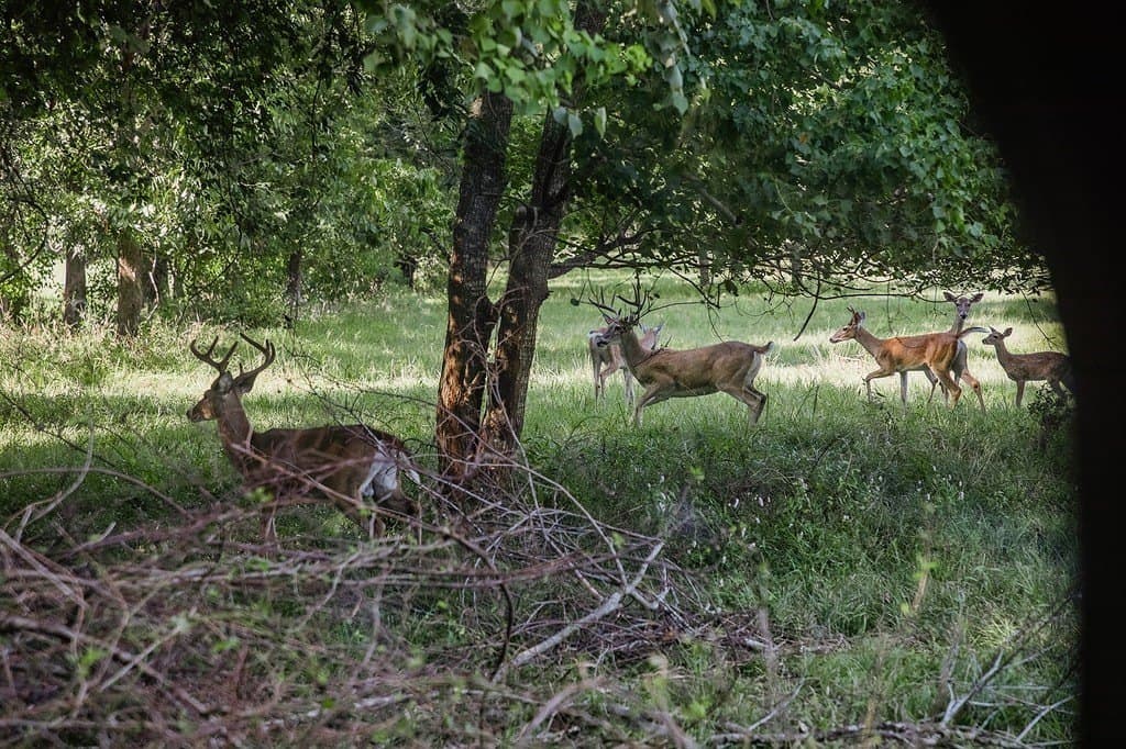 154 acres in Brazos County - photo 23