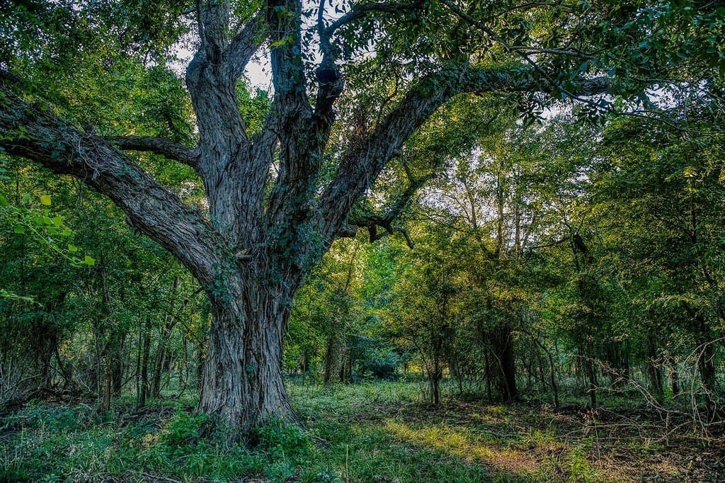 154 acres in Brazos County - photo 21