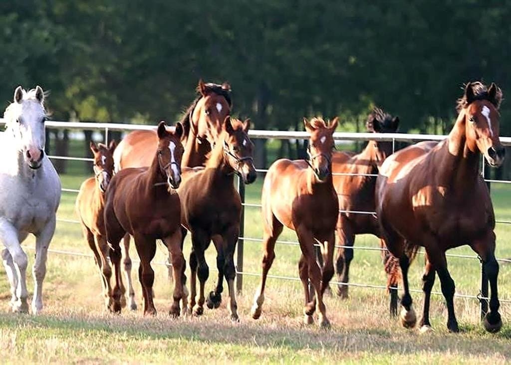25.93 acres in Denton County gallery image 4