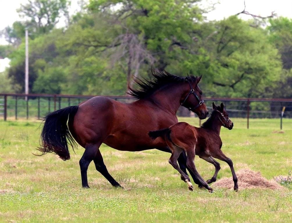 25.93 acres in Denton County featured view