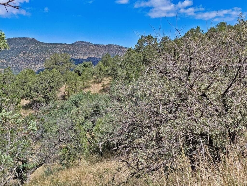 9.93 acres in Jeff Davis County - photo 11