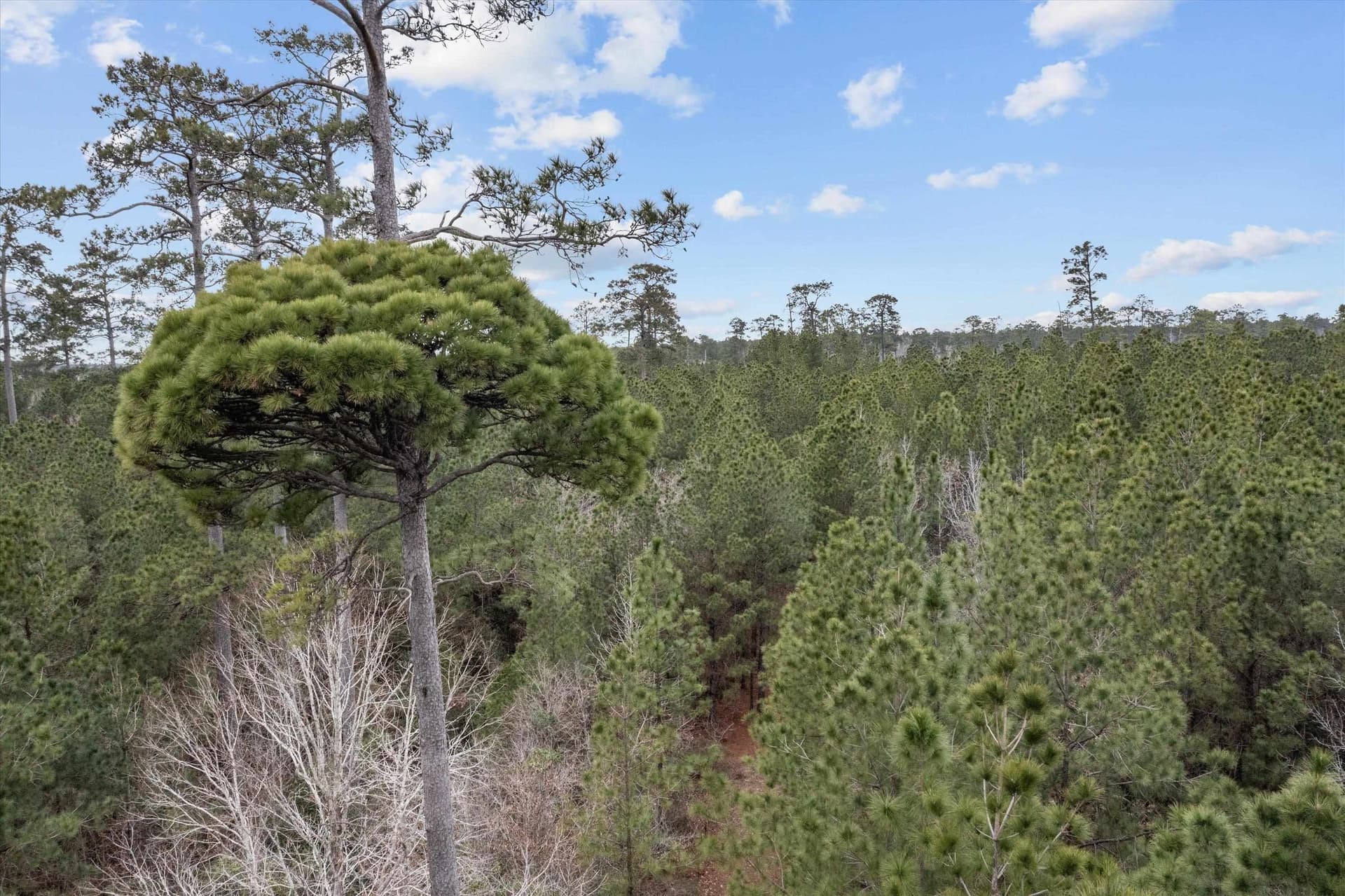 210 acres in Texas County - photo 23