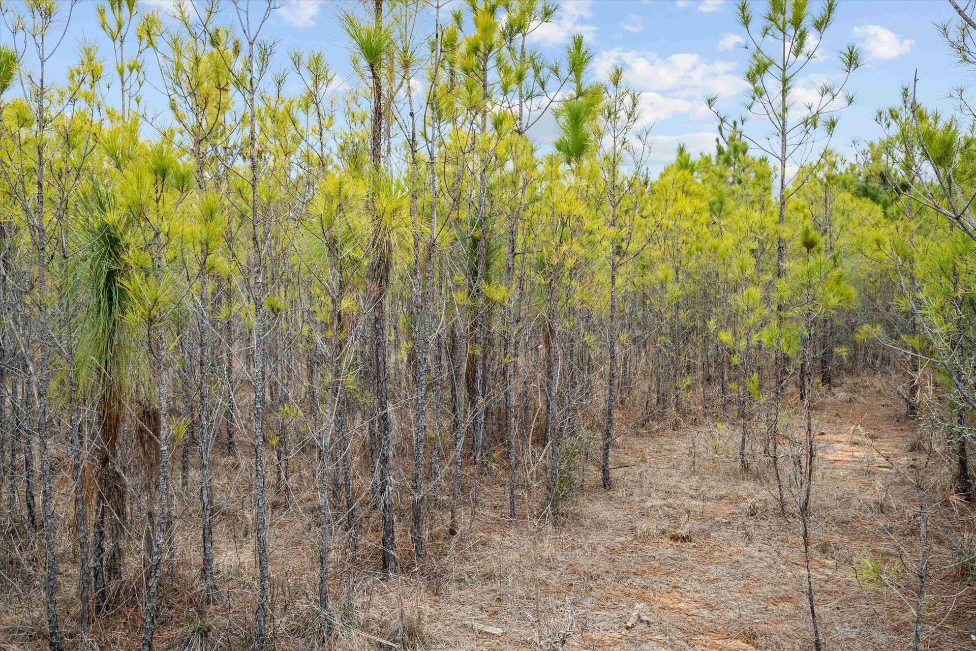 210 acres in Texas County - photo 4