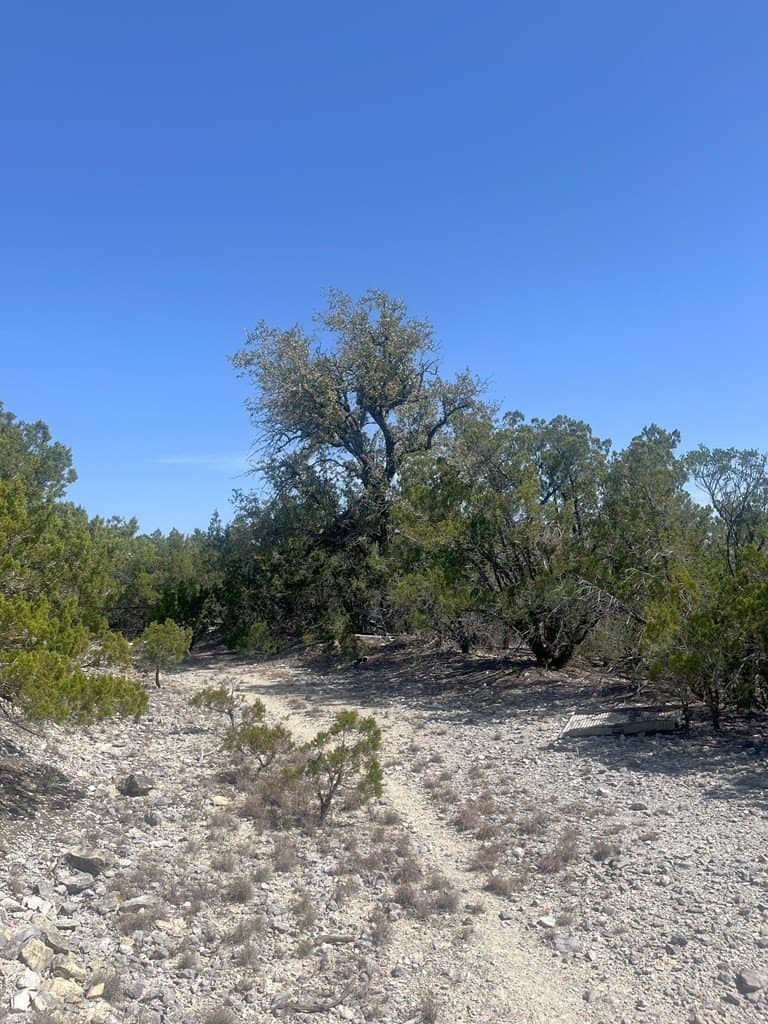 20 acres in Real County gallery image 4