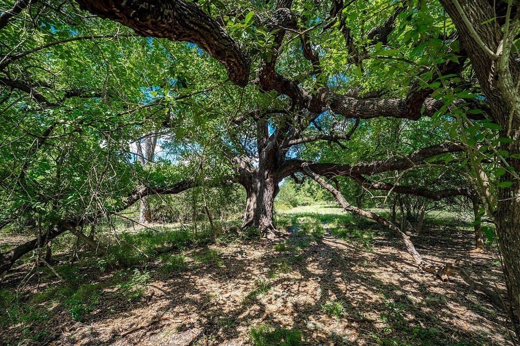 52.16 acres in Colorado County featured view