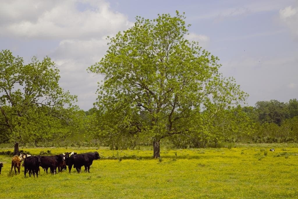 125.75 acres in Texas County - photo 6