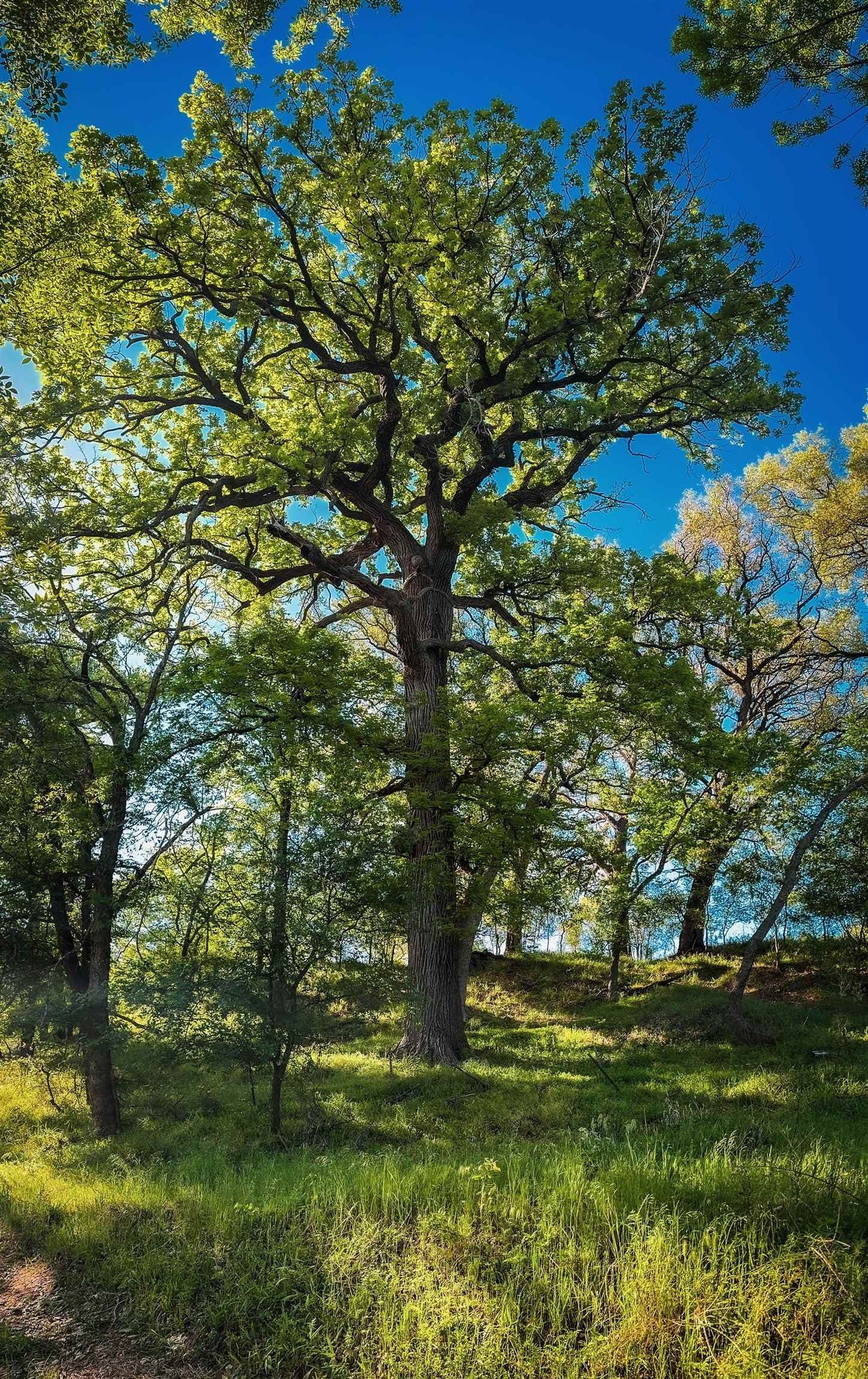 133.27 acres in San Saba County - photo 10