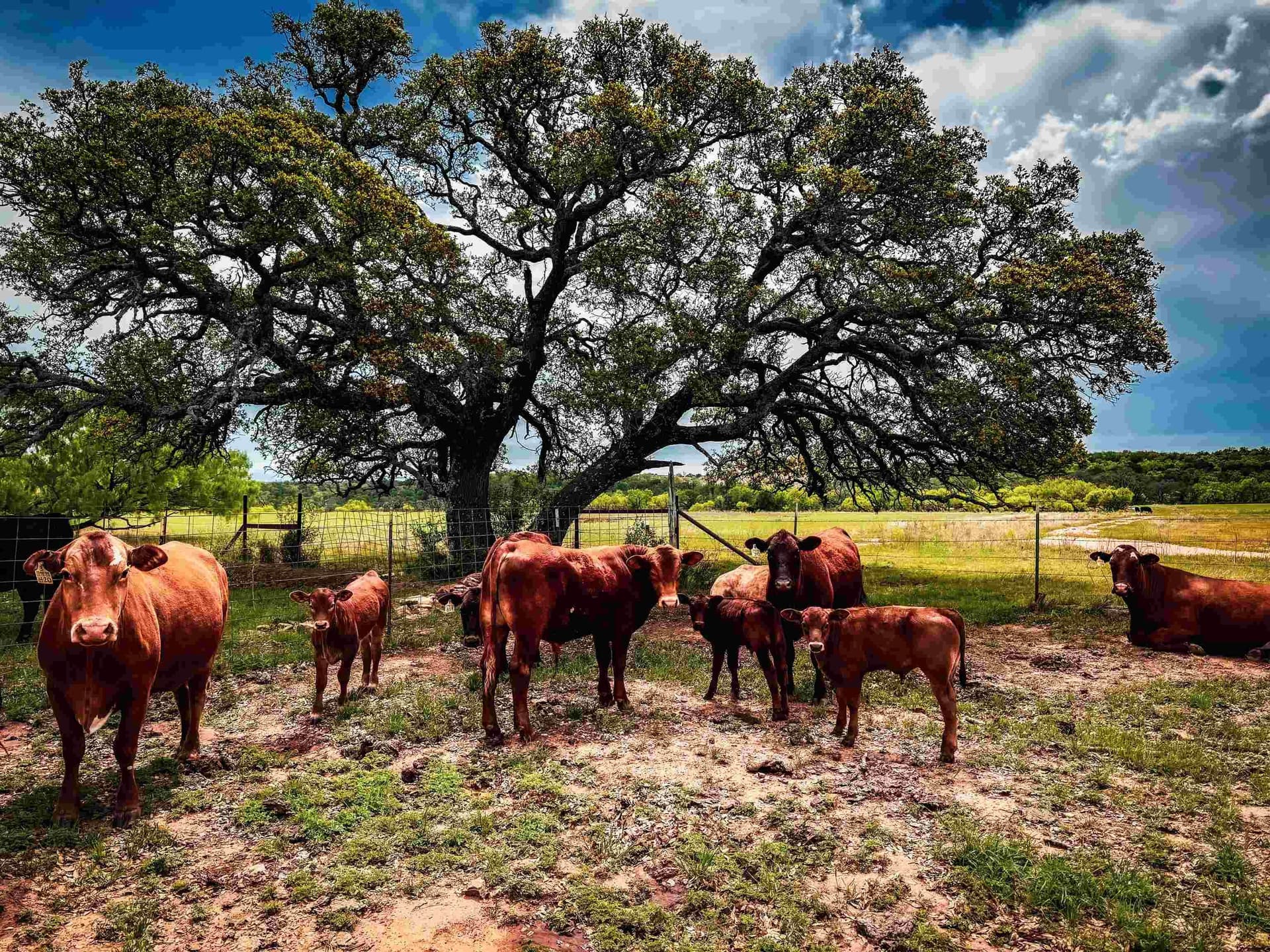 133.27 acres in San Saba County - photo 38
