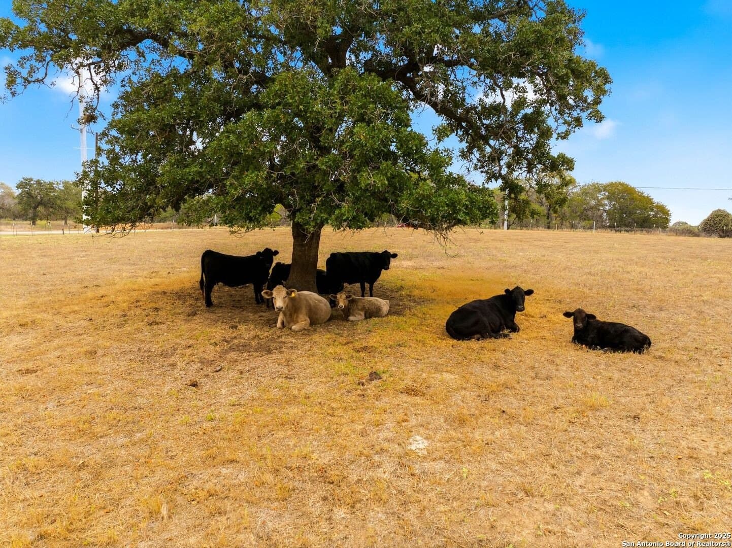 11.03 acres in Wilson County - photo 23