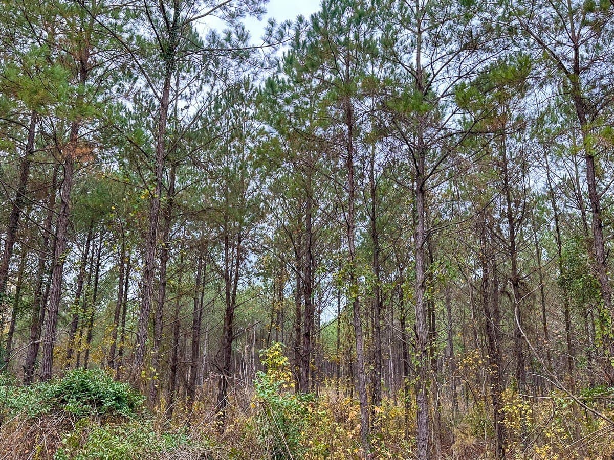 17.13 acres in Marion County - photo 16